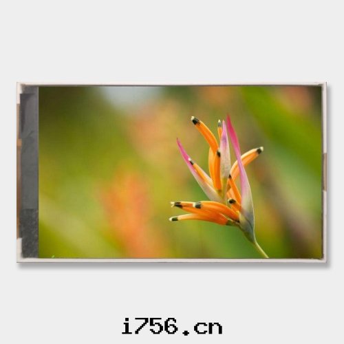 IPS屏幕是(shì)什么意(yì)思(sī)？IPS屏幕的(de)优缺點(diǎn)